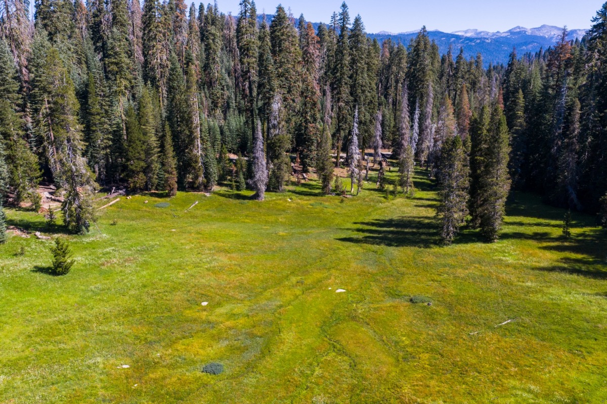 Cold Springs Meadow in Sierra National Forest
