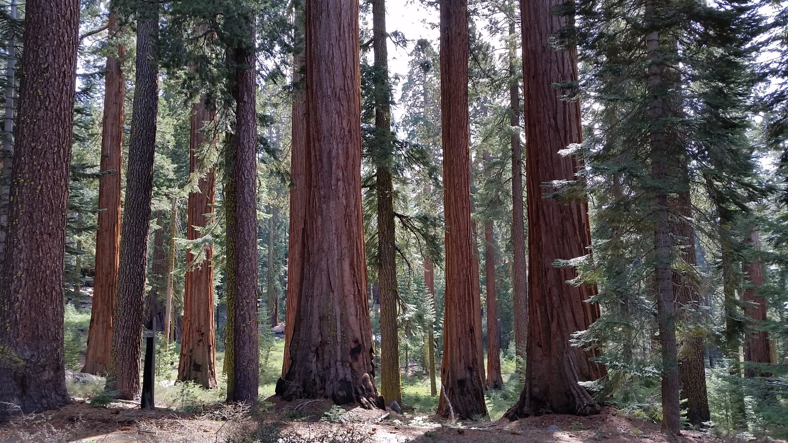 Where To See The Giant Sequoias This Fall