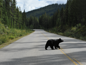 Bears of Bass Lake