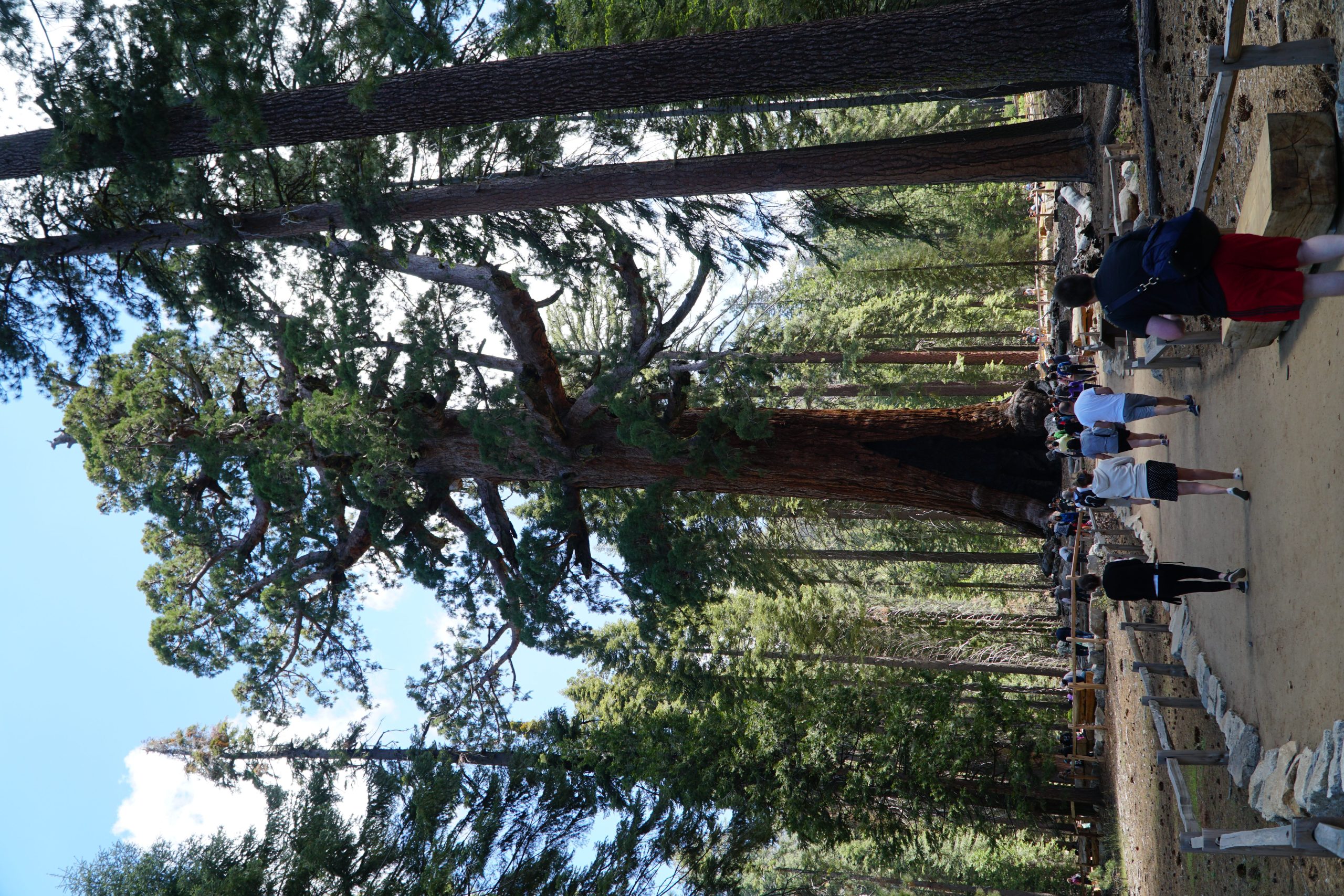 mariposa grove